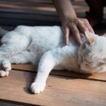 Otita la pisici, o afectiune relativ usor de identificat