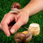 Saliva de melc: ce este, contraindicatii si proprietati