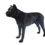 Cane Corso: 7 trăsături esențiale ale acestei rase