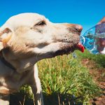 Cum sa-ti protejezi animalul de companie de caldura vara