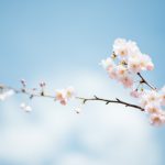 113 Citate Despre Primavara