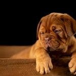 114 Citate Despre Caini – Motto-uri scurte si frumoase