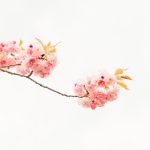 62 Mesaje De 1 Martie