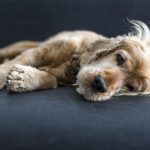 Cum pot preveni ca animalutul meu sa piarda atat de mult par?