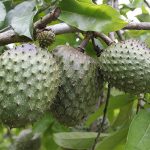 10 beneficii ale consumului de suc de socor