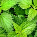 Urzici: proprietati si caracteristici care va vor surprinde