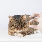 Când trebuie deparazitați câinii? Dar pisicile?