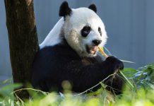 Ramasitele unui panda urias vechi de 2.000 de ani descoperite in China